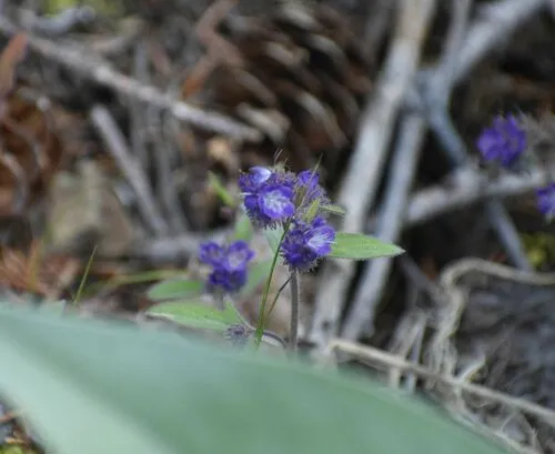 Low Phacelia