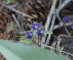 Low Phacelia thumbnail 1