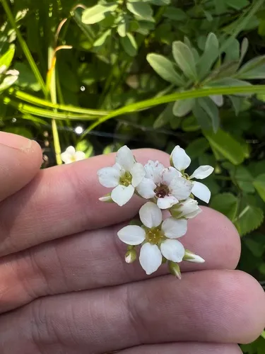 Sierra Brookfoam