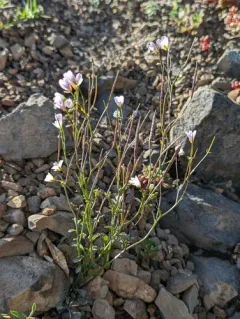 Saddle Mountain Bittercress thumbnail 3