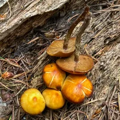 False Funeral Bell thumbnail 2
