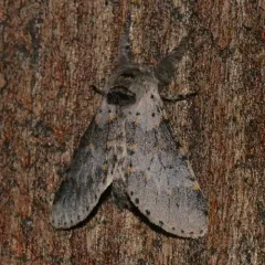 Gray Furcula Moth thumbnail 2