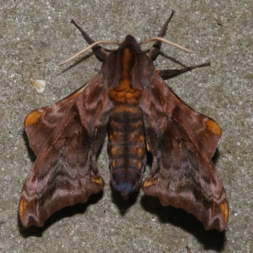 Small-eyed Sphinx