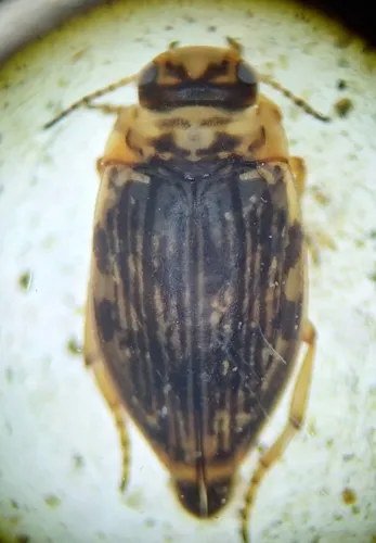 Oreodytes snoqualmie