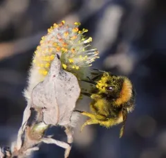 High Arctic Bumble Bee thumbnail 3