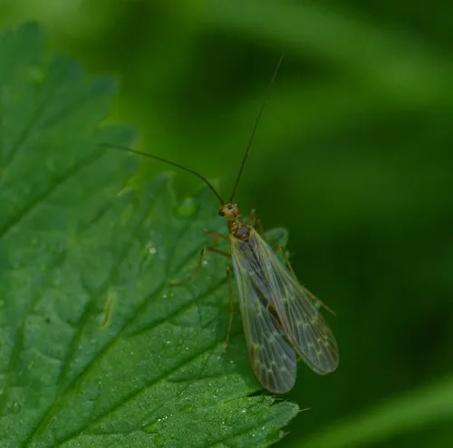 Brachypanorpa oregonensis