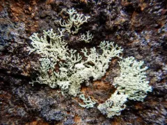 Abrading Ring Lichen thumbnail 1