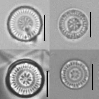 Discostella pseudostelligera