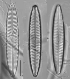 Navicula tripunctata thumbnail 2