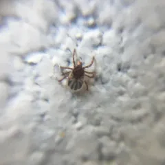 Groundhog Tick thumbnail 4