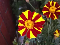 French marigold thumbnail 2