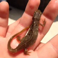 Eastern Newt thumbnail 3