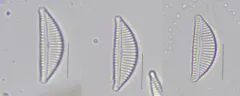 Encyonema lange-bertalotii thumbnail 1