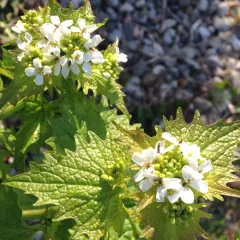 garlic mustard thumbnail 5