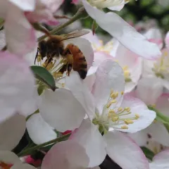 Western Honey Bee thumbnail 4