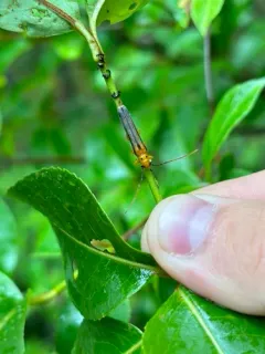 Oberea deficiens thumbnail 3