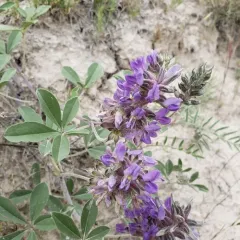 largebract Indian breadroot thumbnail 3