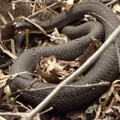 Common Watersnake thumbnail 5