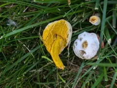Hypomyces microspermus thumbnail 4
