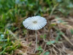 Parasola lilatinctoides thumbnail 1