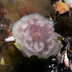 Plumose Anemone thumbnail 3