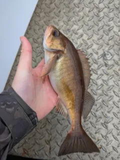 Widow Rockfish thumbnail 3