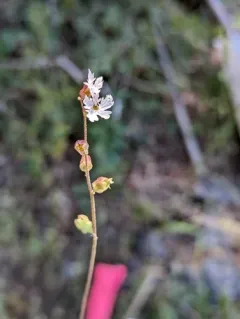 Siskiyou Mountain Woodland Star thumbnail 4