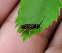 bristly rose sawfly thumbnail 1