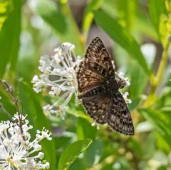 Mottled Duskywing thumbnail 3
