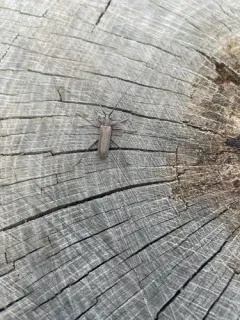 Banded Hickory Borer thumbnail 3