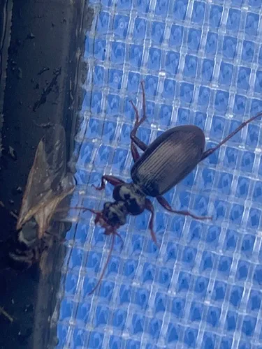 Leistus ferruginosus