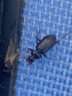 Leistus ferruginosus thumbnail 1
