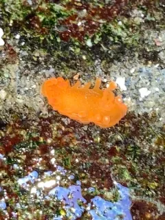 Spotted Dorid thumbnail 3
