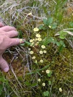 Yellow Moosedung Moss thumbnail 4