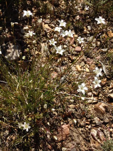 Fendler's sandwort