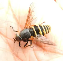 Yellowjacket Horse Fly thumbnail 2