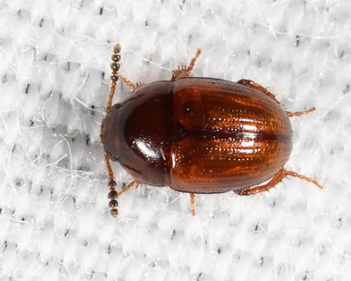 Leiodes assimilis