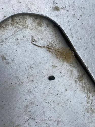 Sertularia argentea