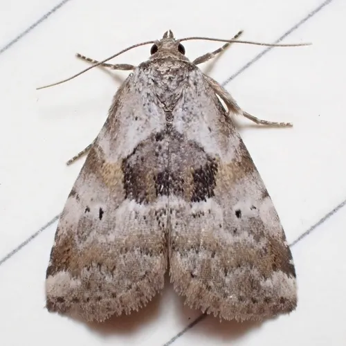 Black-patched Graylet