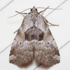 Black-patched Graylet thumbnail 1