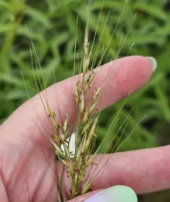 green needlegrass thumbnail 3