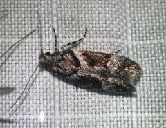 Neotelphusa praefixa thumbnail 3