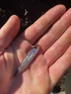 Shortbelly Rockfish thumbnail 1