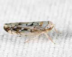Scaphoideus cinerosus thumbnail 2