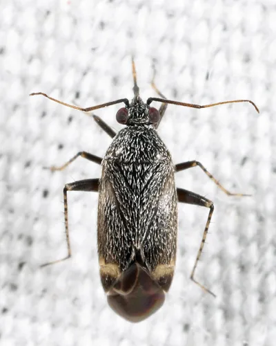Plagiognathus morrisoni
