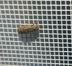 Two-horned Powder-post Beetle thumbnail 3