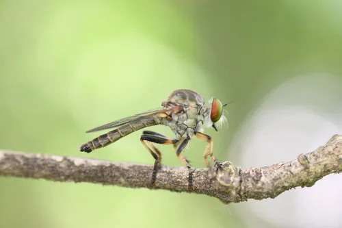 Ommatius ouachitensis