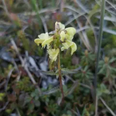 Northern Lousewort thumbnail 2