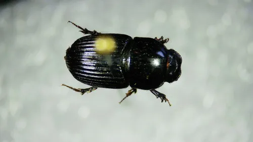 Eupleurus subterraneus