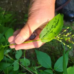 broad-leaved panic grass thumbnail 4